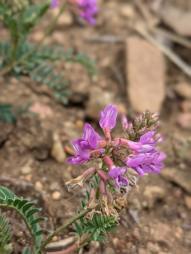 Hall's Milkvetch photo 7