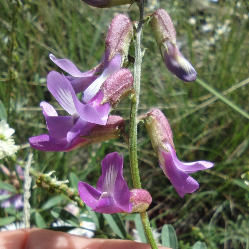 Astragalus hallii var. fallax
