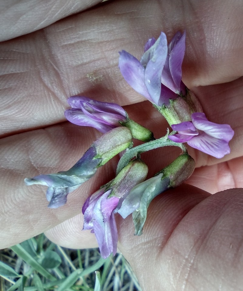 Astragalus hallii var. fallax photo 2