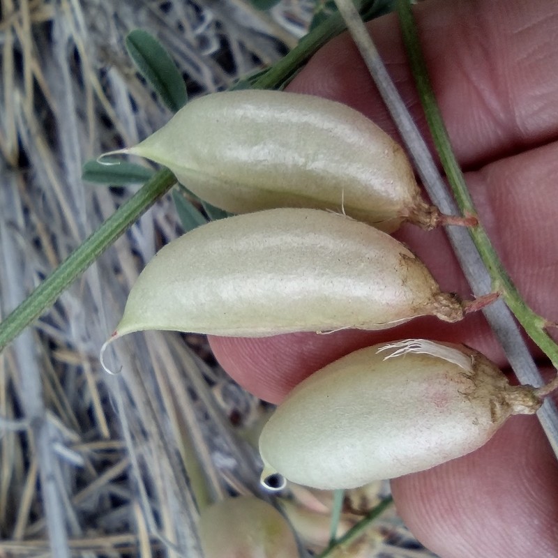 Astragalus hallii var. fallax photo 3