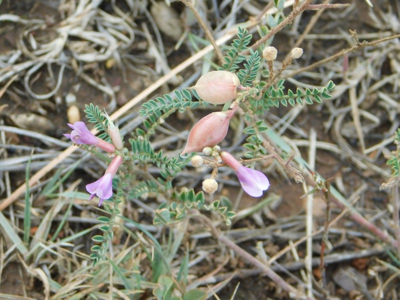 Astragalus hallii var. fallax photo 4