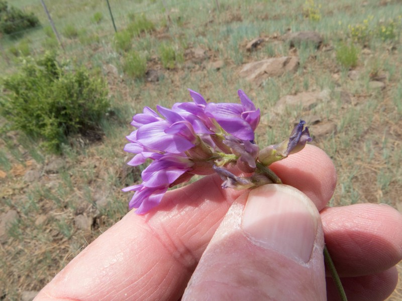 Astragalus hallii var. fallax photo 5