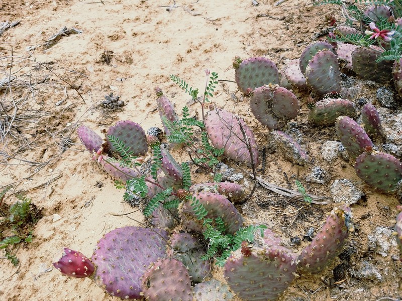 Astragalus hallii var. fallax photo 6