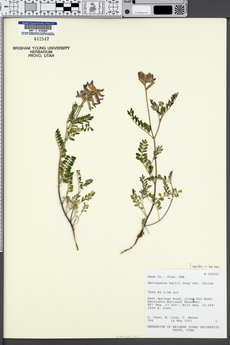 Astragalus hallii var. fallax photo 7