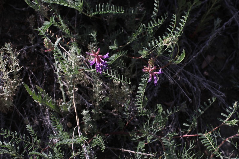 Astragalus hallii var. hallii