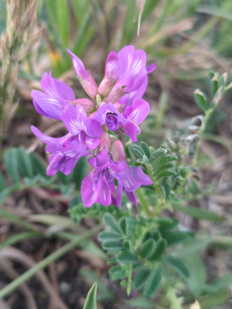 Astragalus hallii var. hallii photo 2