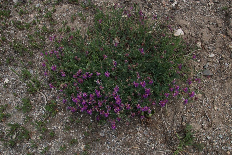 Astragalus hallii var. hallii photo 3