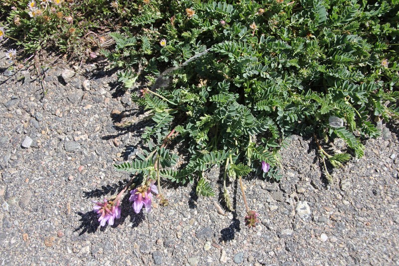 Astragalus hallii var. hallii photo 4