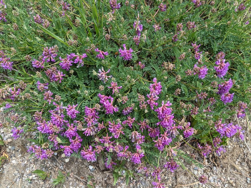 Astragalus hallii var. hallii photo 5
