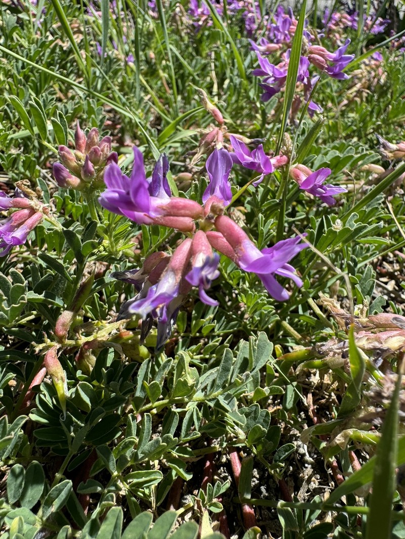 Astragalus hallii var. hallii photo 6