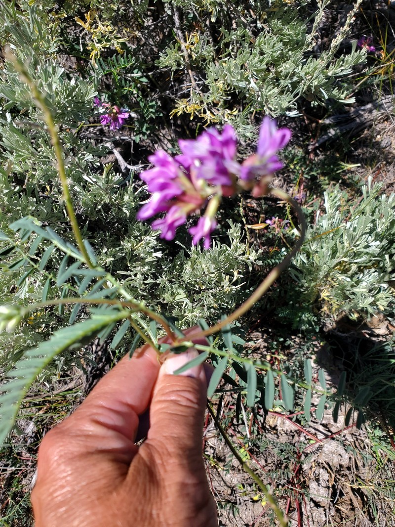 Astragalus hallii var. hallii photo 7