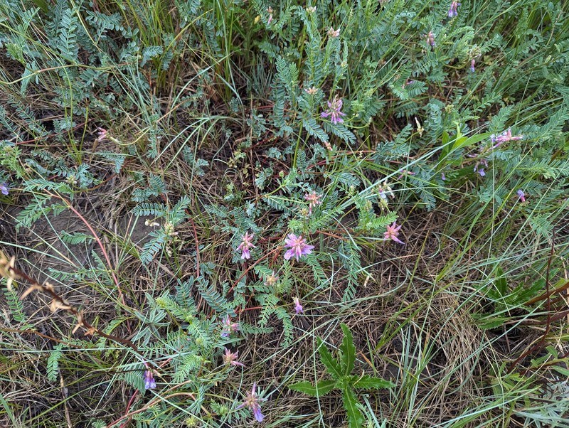 Astragalus hallii var. hallii photo 8
