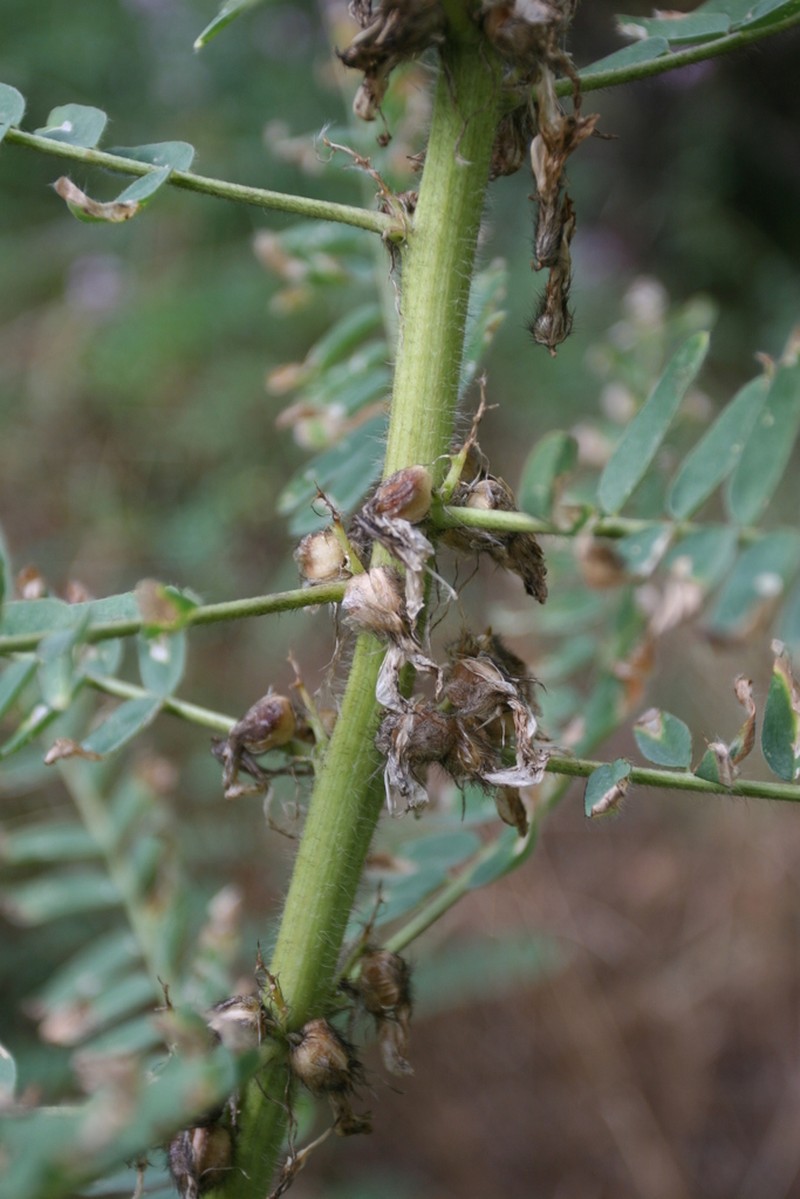 Astragalus hamadanus