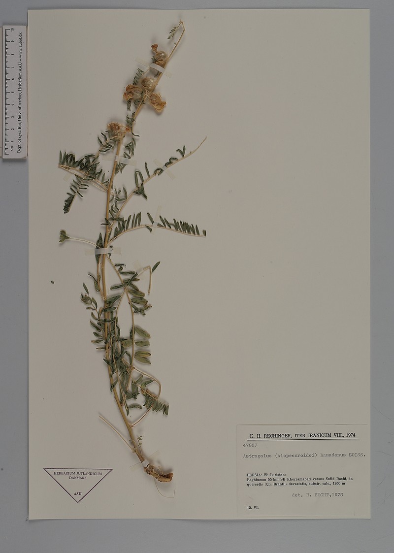 Astragalus hamadanus photo 2