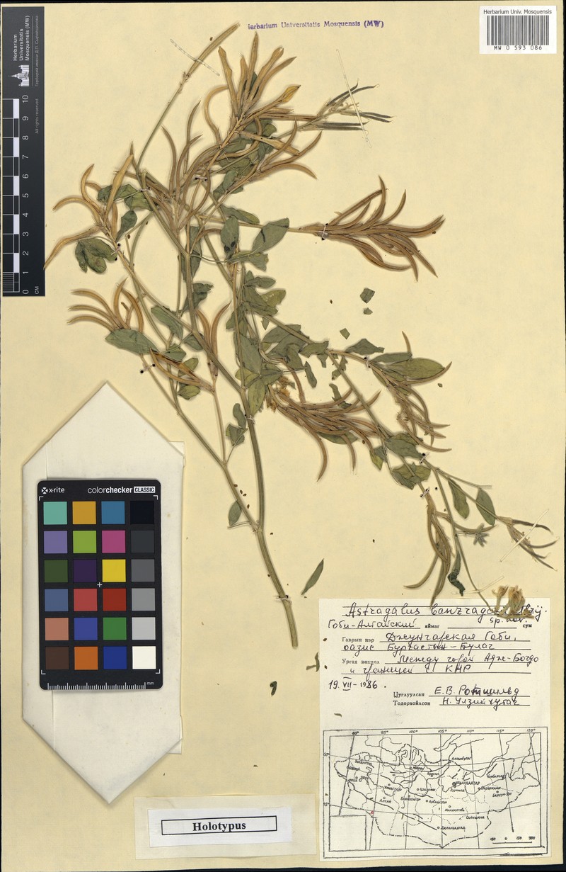 Astragalus hamiensis