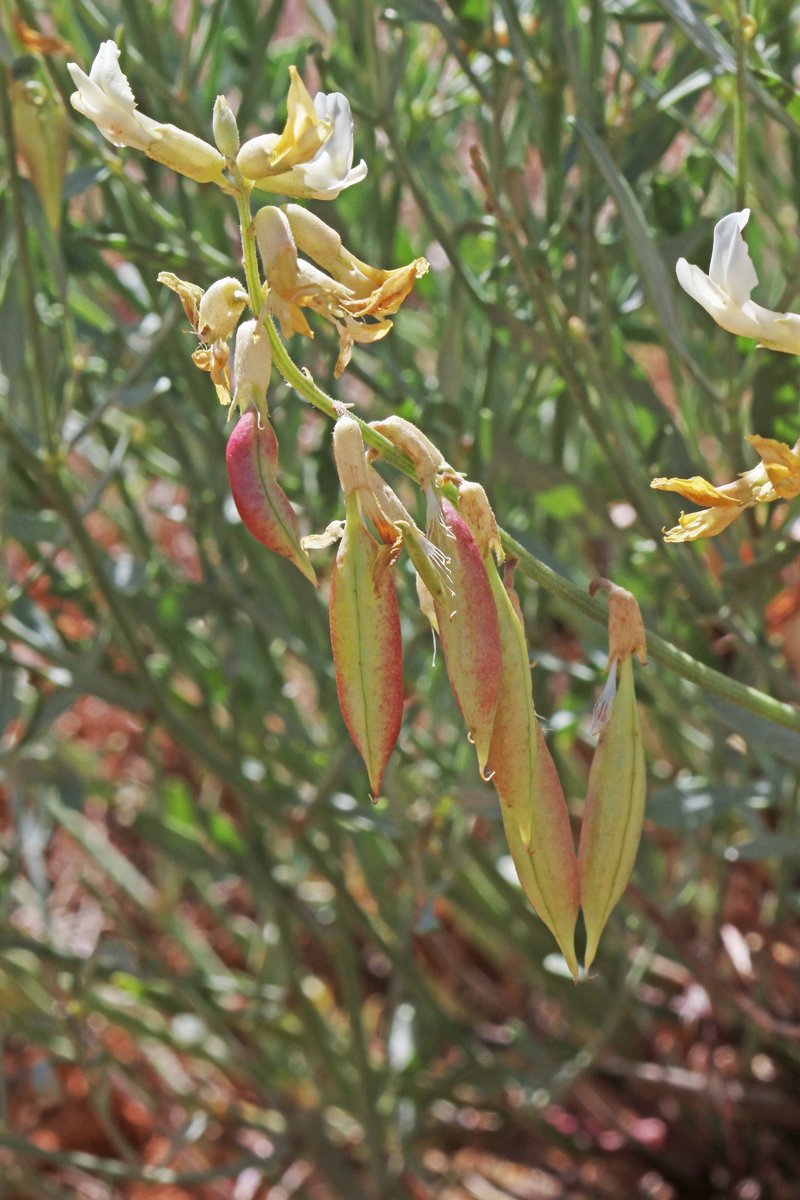 Hamilton's Milkvetch