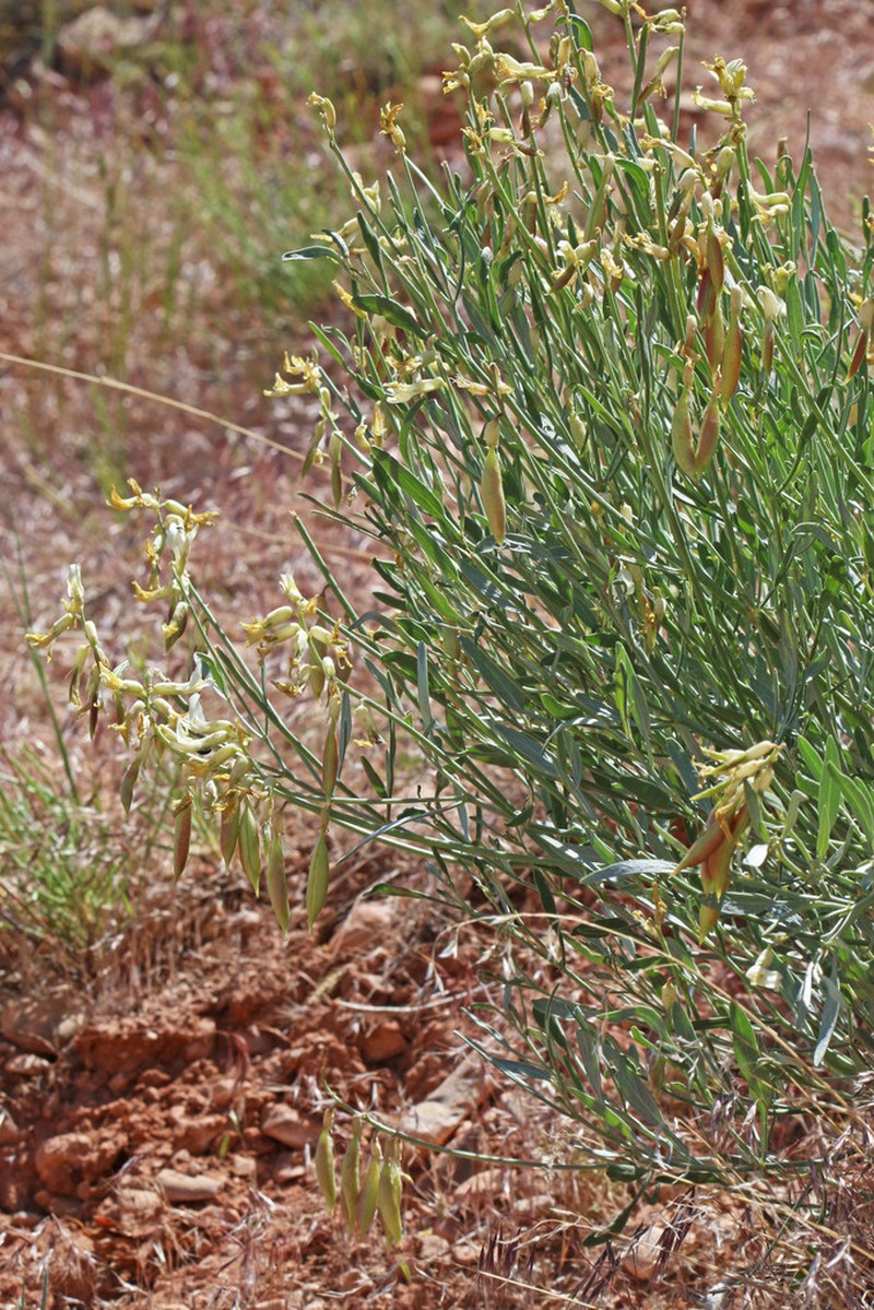 Hamilton's Milkvetch
