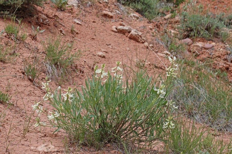 Hamilton's Milkvetch photo 2