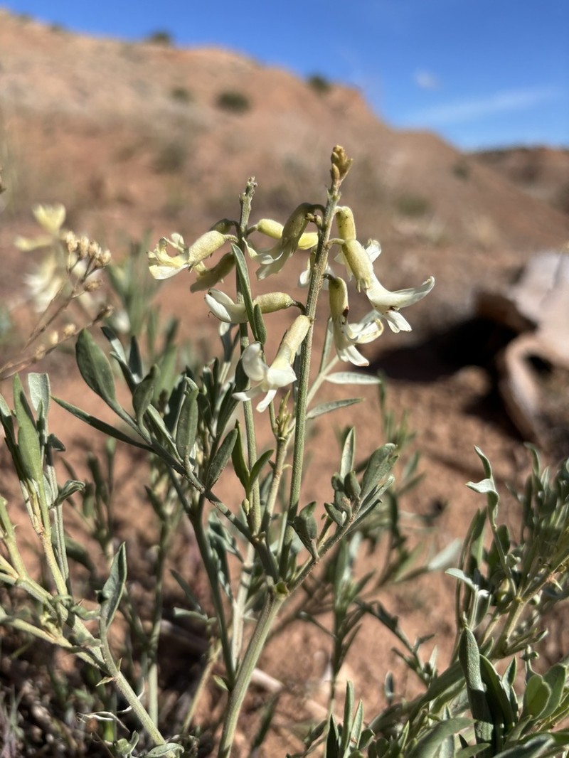 Hamilton's Milkvetch photo 3
