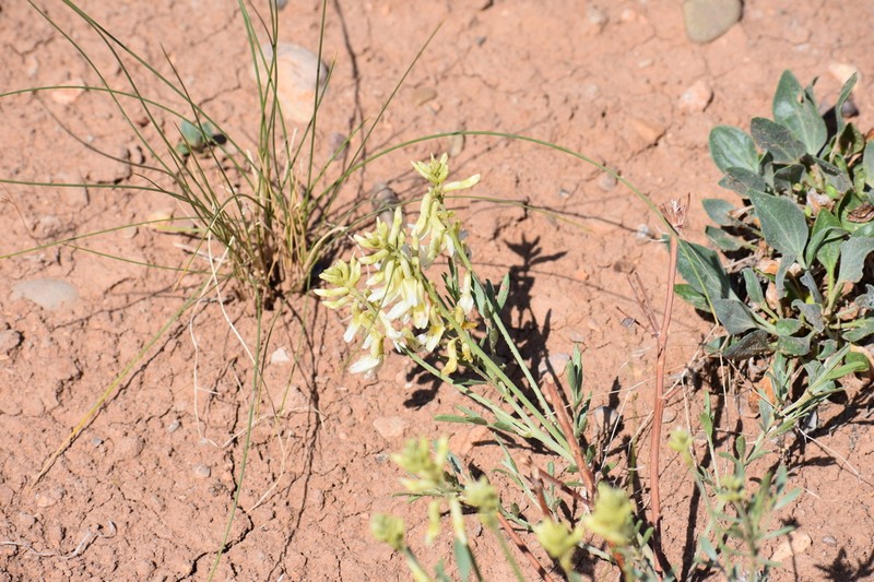 Hamilton's Milkvetch photo 4
