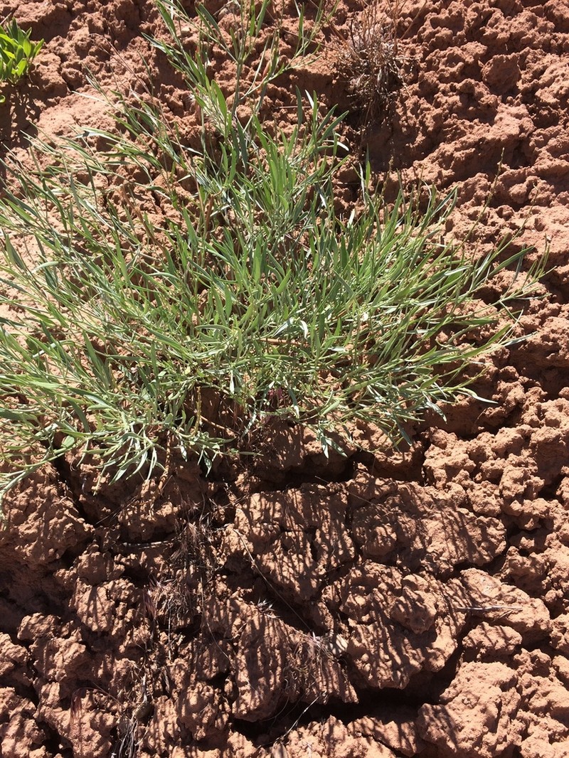 Hamilton's Milkvetch photo 5