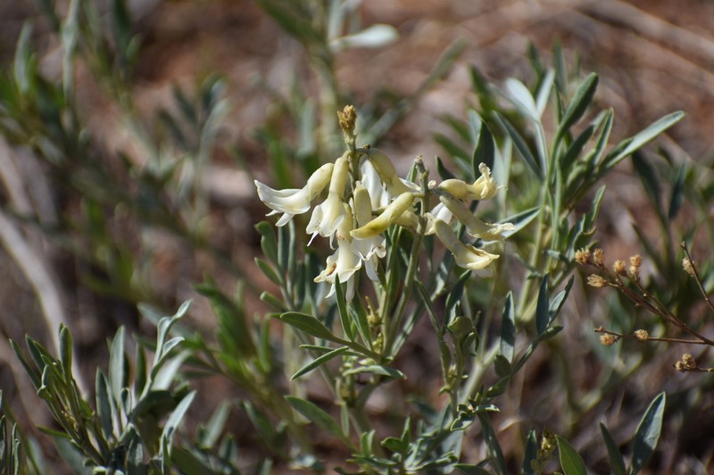 Hamilton's Milkvetch photo 6