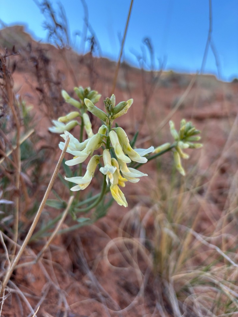 Hamilton's Milkvetch photo 7