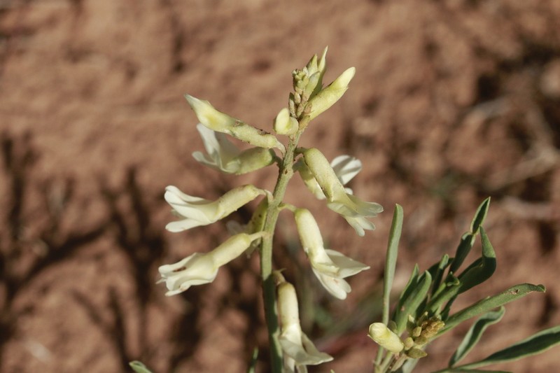Hamilton's Milkvetch photo 8