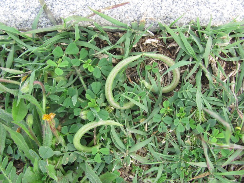 European Milkvetch photo 2