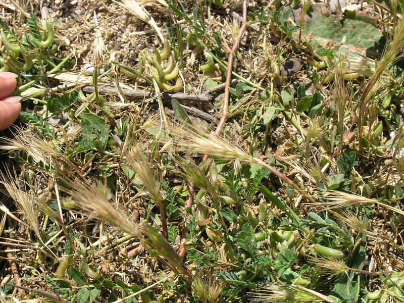 European Milkvetch photo 3