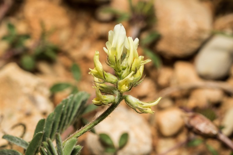European Milkvetch photo 4