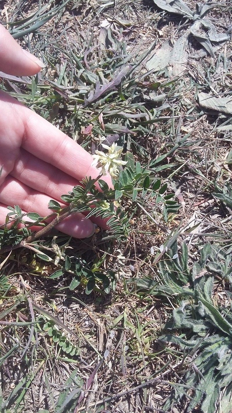 European Milkvetch photo 6