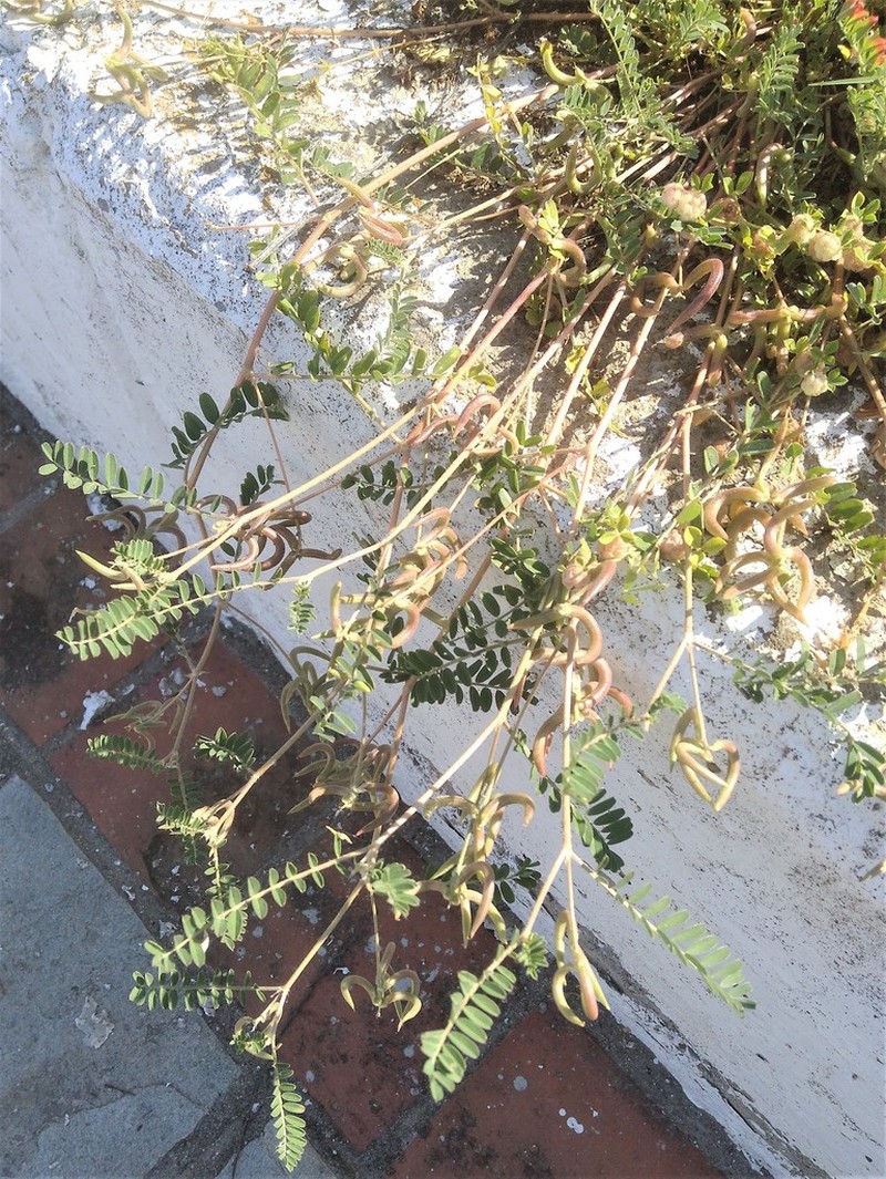 European Milkvetch photo 7