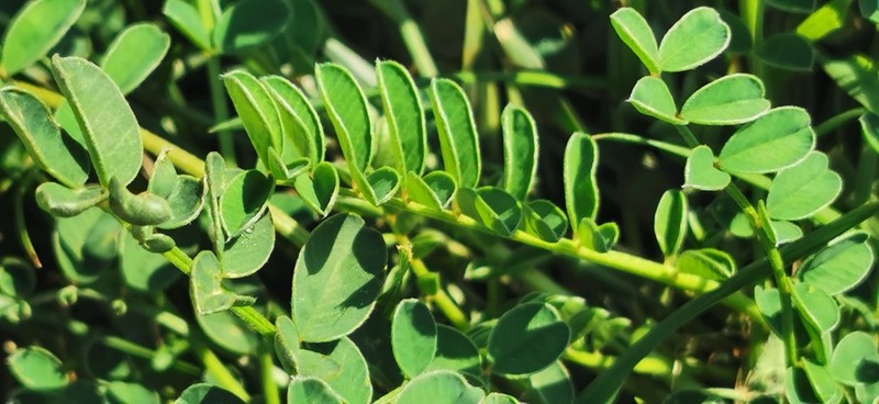 European Milkvetch photo 8