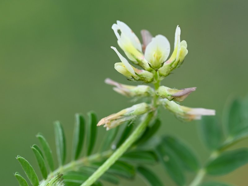 European Milkvetch photo 5