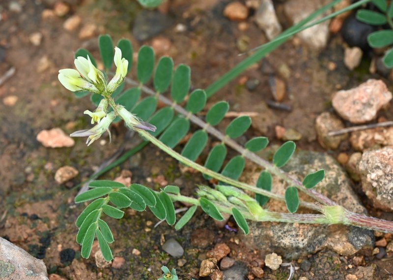 European Milkvetch photo 6