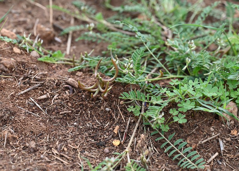 European Milkvetch photo 7