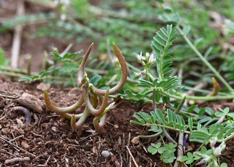 European Milkvetch photo 8