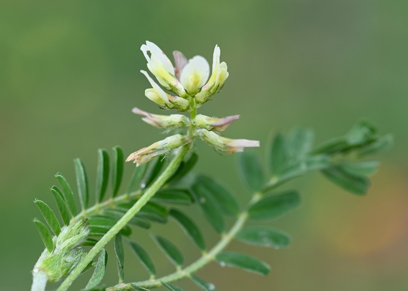 European Milkvetch photo 3
