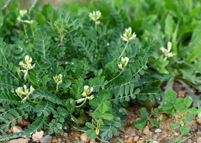 European Milkvetch photo 4
