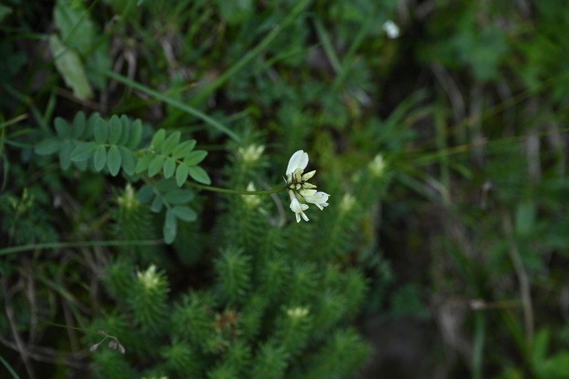 Astragalus hancockii