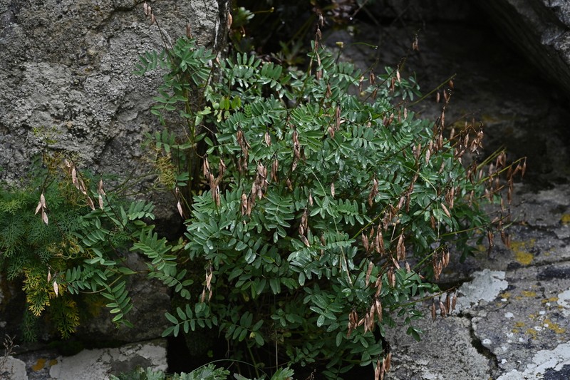 Astragalus hancockii photo 2