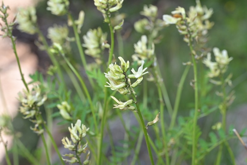 Astragalus hancockii photo 3