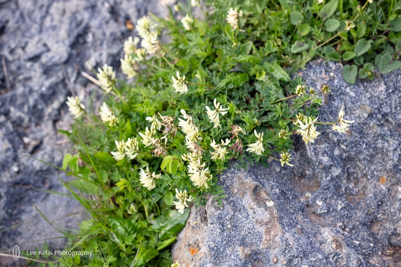 Astragalus hancockii photo 4