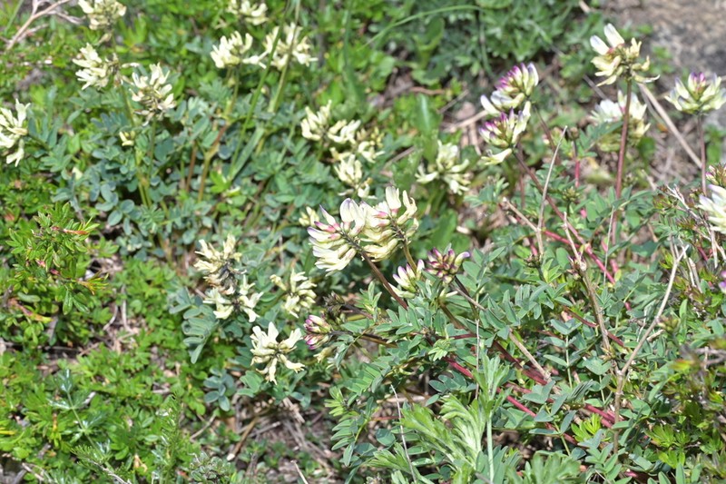 Astragalus hancockii photo 5