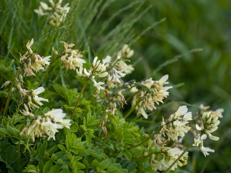 Astragalus hancockii photo 6