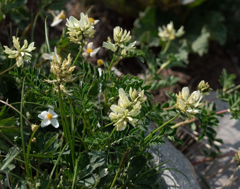 Astragalus hancockii photo 7