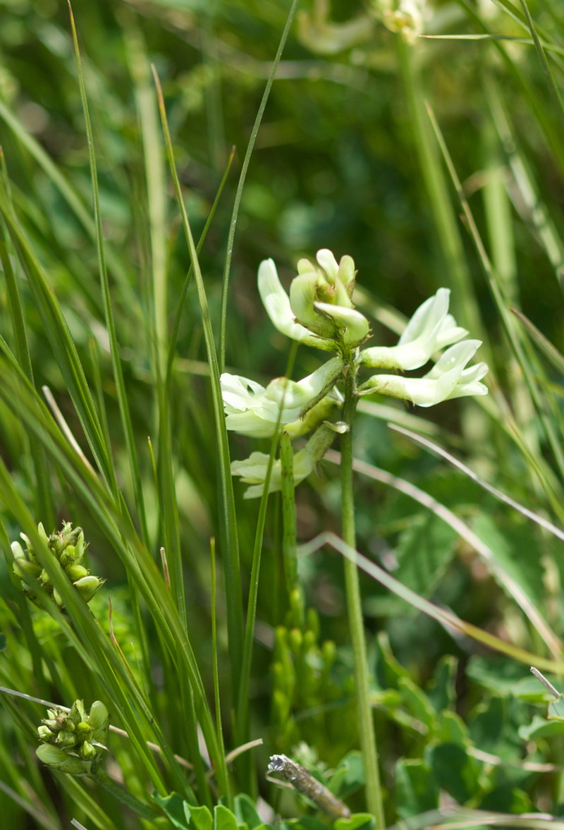 Astragalus hancockii photo 8