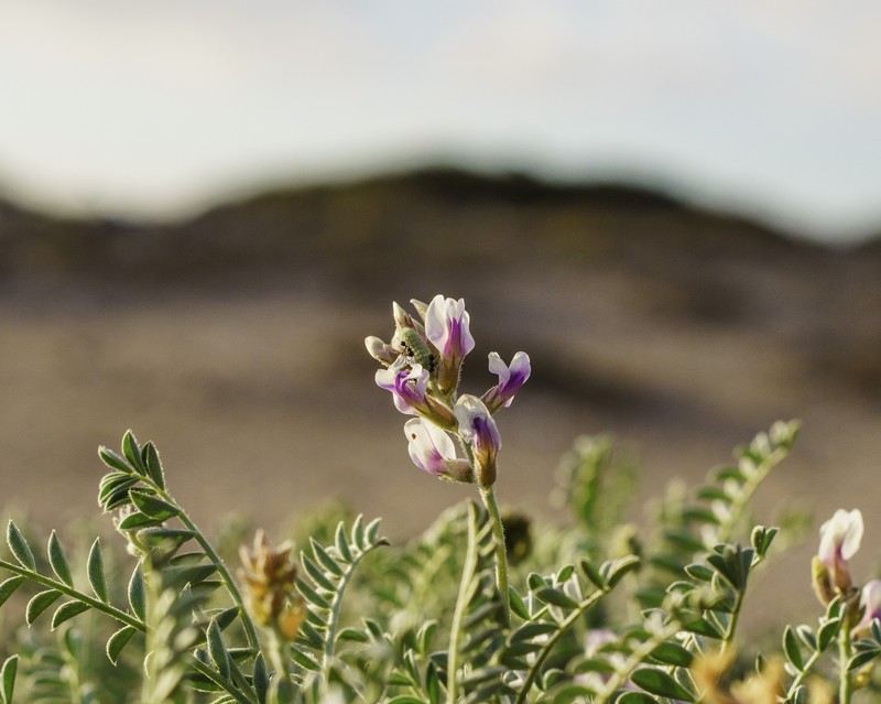 Astragalus harbisonii
