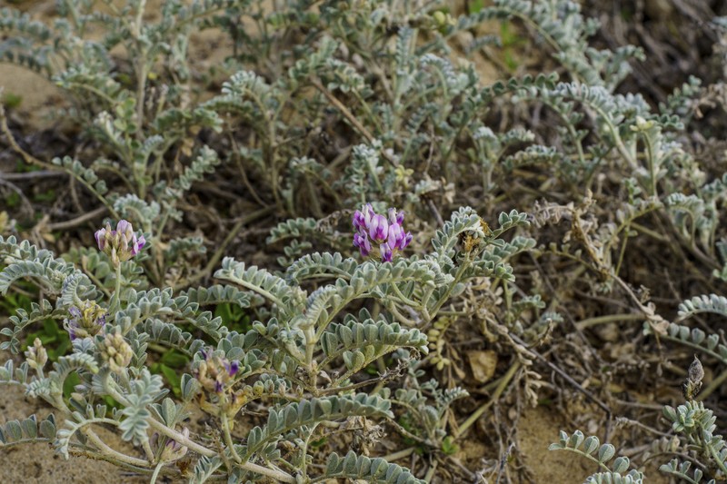 Astragalus harbisonii photo 2